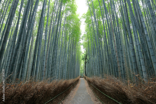 京都嵐山 竹林の小径