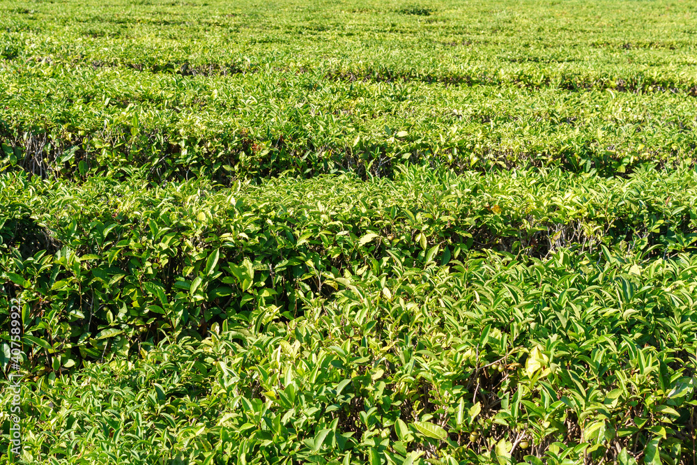 Green tea on a sunny day, tea plantation natural background.