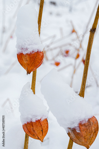 Red Chinese lanterns in the snow