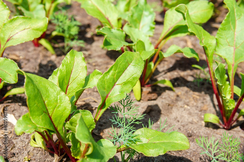 green beetroot leaves or chard lettuce. the harvest of vegetables