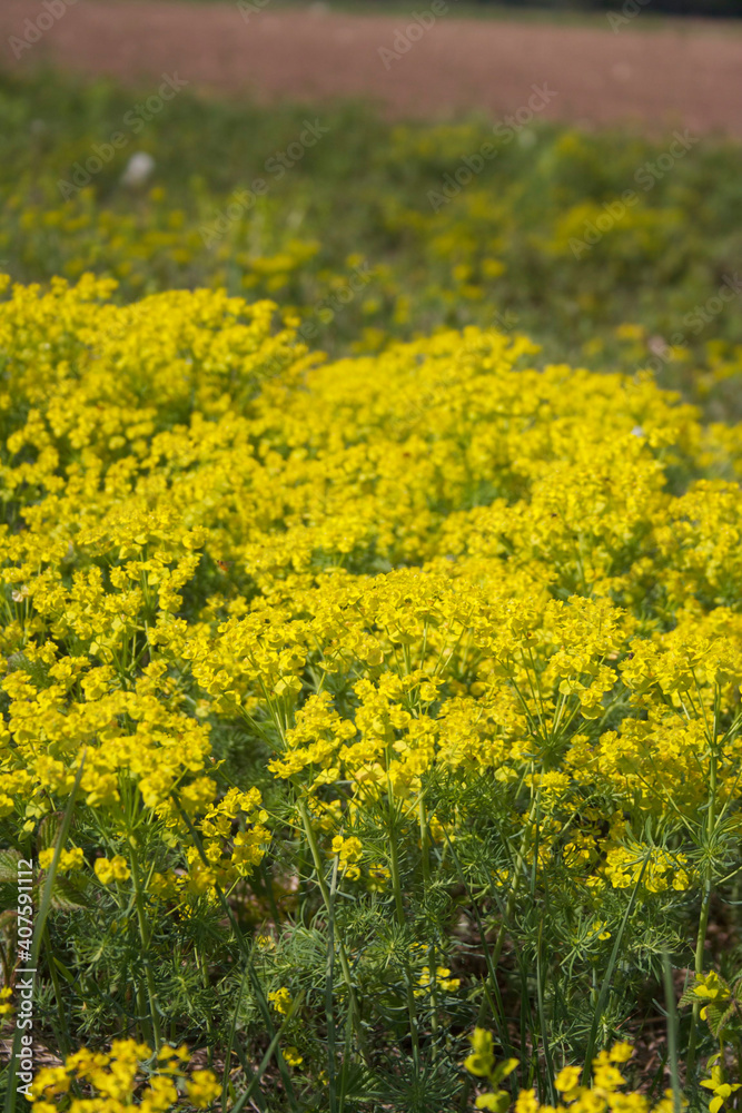 Yellow wildflower plant in bloom on summer 