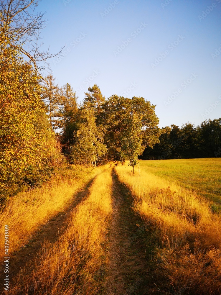 Naklejka premium Abendlicht auf dem Wanderweg