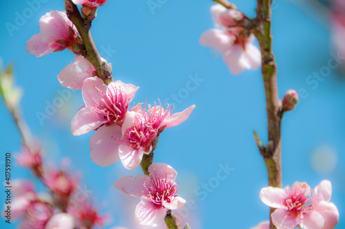 Flores de almendro en primavera polinizadas por abejas photo
