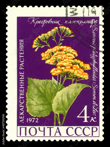 Postage stamp. Flat-leaved groundwort. photo