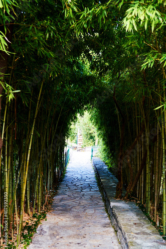 Mystery footpath through the bamboo tunnel. Beauty nature places