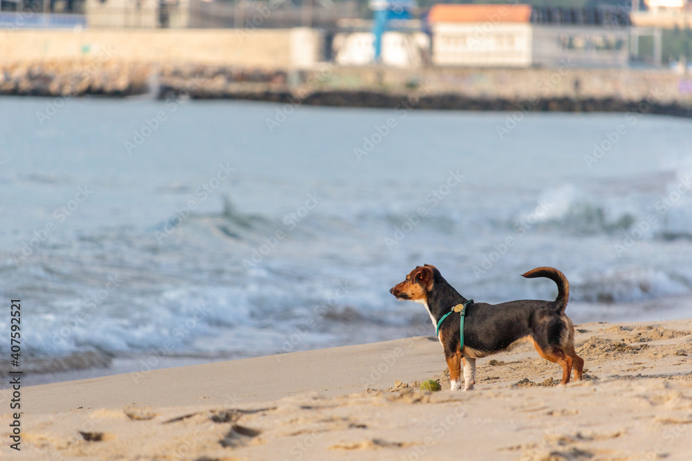 dog at beach staring at the sea dog at beach staring at the sea