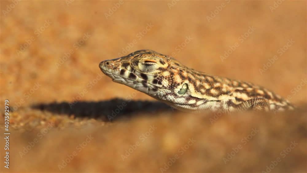 Spotted Desert Lizard in sand storm
Close upshot, Negev Desert, Israel
Spotted Desert Lizard in sand storm
Close upshot, Negev Desert, Israel