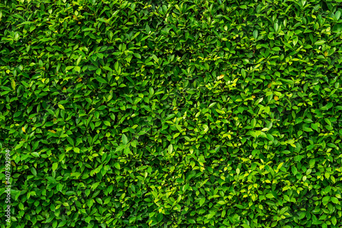 Green leaves wall texture for backdrop design, Nature Background.