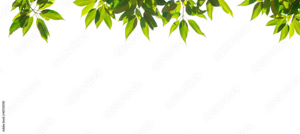 Fresh light green leaves on white background for spring summer natural concept design. Fresh light green leaves on white background for spring summer natural concept design.