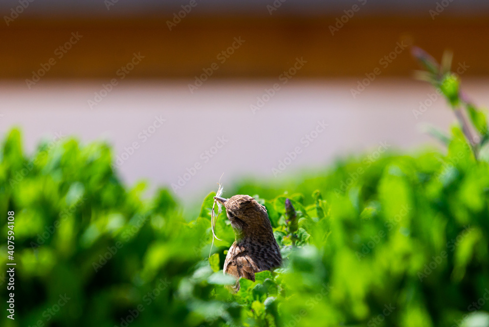 Fototapeta premium Crested Lark, Galerida cristata with a branch in its beak