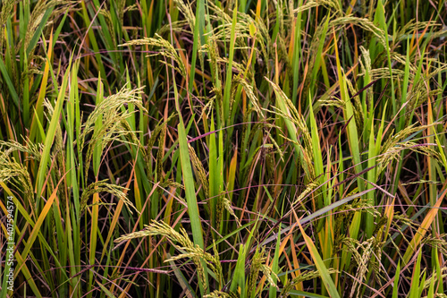 rice crop in countryside rural village area