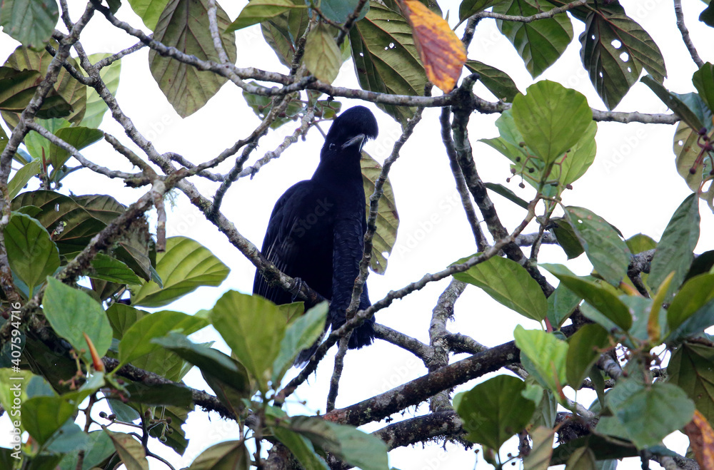 Long-wattled Umbrellabird (Cephalopterus penduliger) in Equador Long-wattled Umbrellabird (Cephalopterus penduliger) in Equador