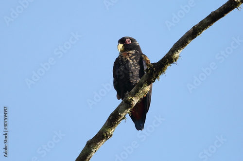 Bronze-winged parrot (Pionus chalcopterus) in Equador photo