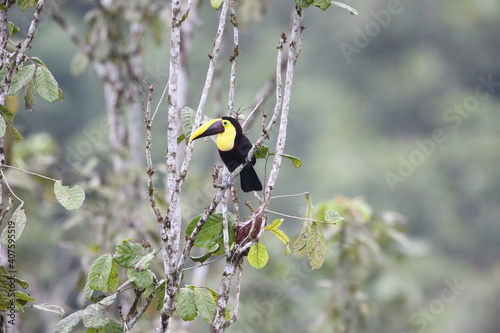 Chestnut-mandibled toucan or Swainson's toucan (Ramphastos ambiguus swainsonii) in Equador photo