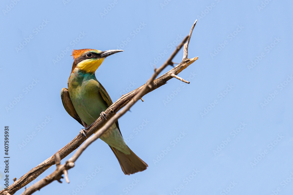 European bee eater, Merops apiaster. Common bee-eater