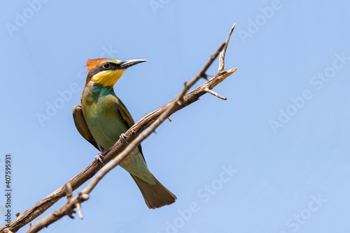 Obraz na płótnie European bee eater, Merops apiaster. Common bee-eater w salonie