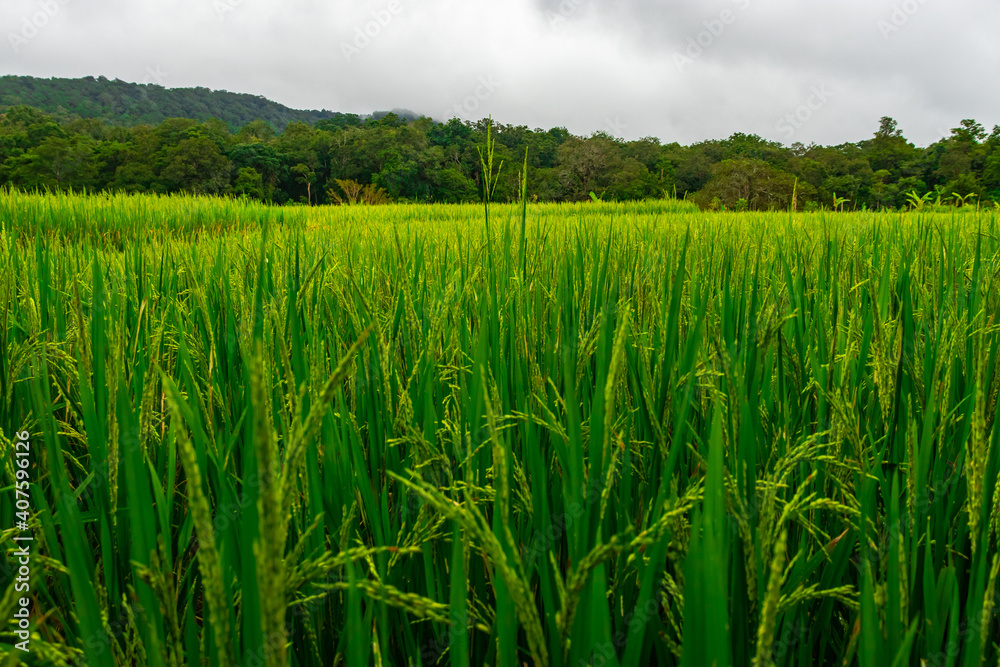 crop farming fields in countryside rural village area crop farming fields in countryside rural village area