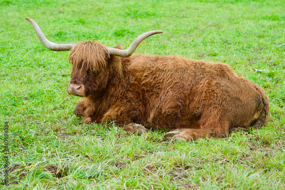 Scottish highland cow in the grass