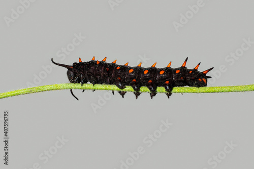 Pipevine Swallowtail caterpillar on a Dutchmans Pipe Vine stem photo