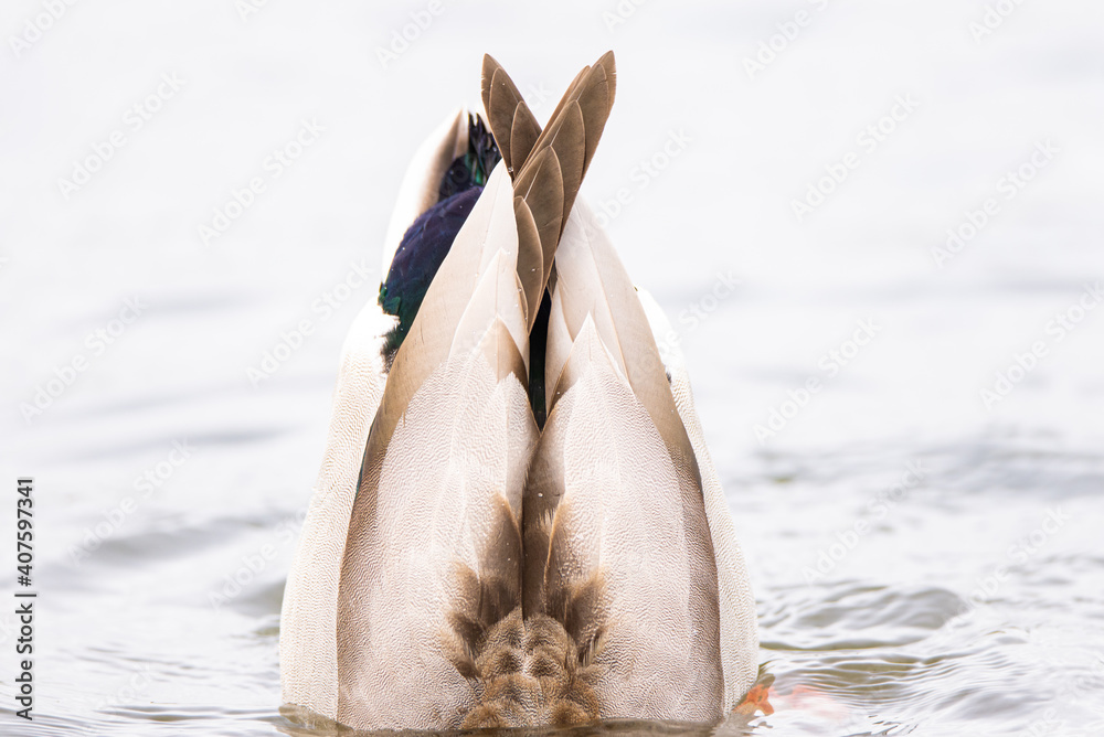 Obraz premium Male Mallard duck dabbling to graze on underwater plants