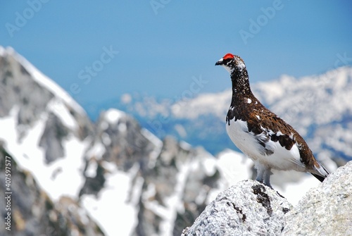 山岳地帯に住む鳥　ライチョウ（Rock ptarmigan）