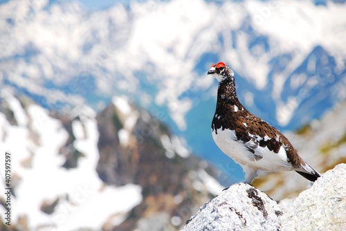 Photography 山岳地帯に住む鳥　ライチョウ（Rock ptarmigan）