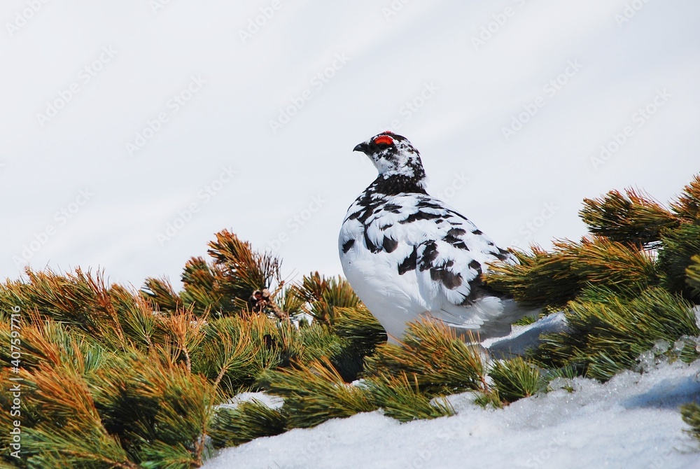 山岳地帯に住む鳥　ライチョウ（Rock ptarmigan）