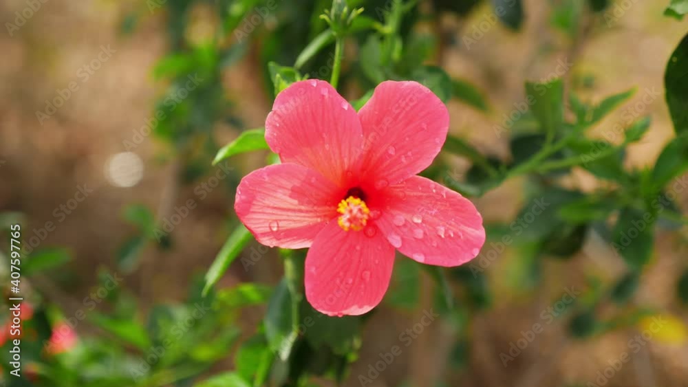 View of water droplets on Hibiscus flower, Water droplets on Hibiscus flower View of water droplets on Hibiscus flower, Water droplets on Hibiscus flower