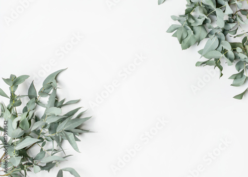 Australian native eucalyptus leaves on a white background photographed from above. Composition frames the blank space to allow for copy text.