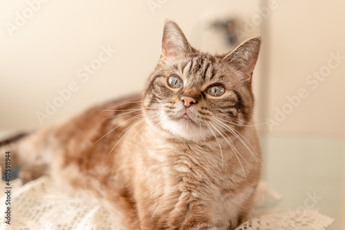 Beautiful senior family cat laying on a table and looking at the camera