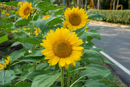 sunflowers