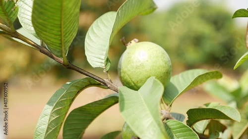View of guava fruit with leaves around, Shot of guava on a tree
