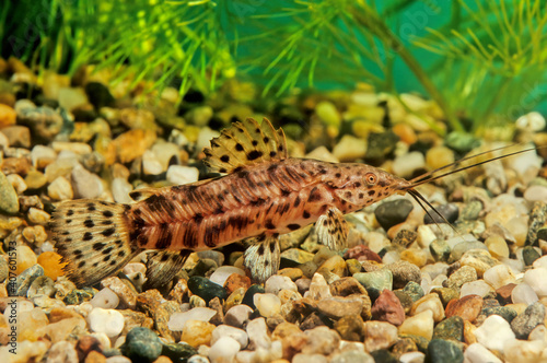 Megalechis thoracata photo