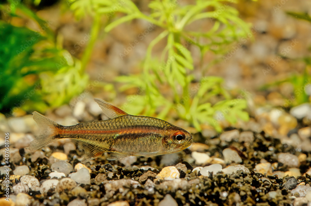 Flame tetra Flame tetra