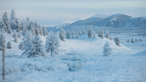 Panorama of Winter landscape of snow-capped mountains. Trees Covered With Snow In Sunny Day With Clear Blue Sky In the coldest place on Earth - Oymyakon.