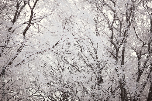 branches covered with hoarfrost background, abstract landscape snow winter nature frost