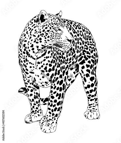 large leopard preparing to attack  hand-drawn for logo or tattoo  full-length