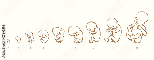 The development of the fetus of the child. Vector drawing
