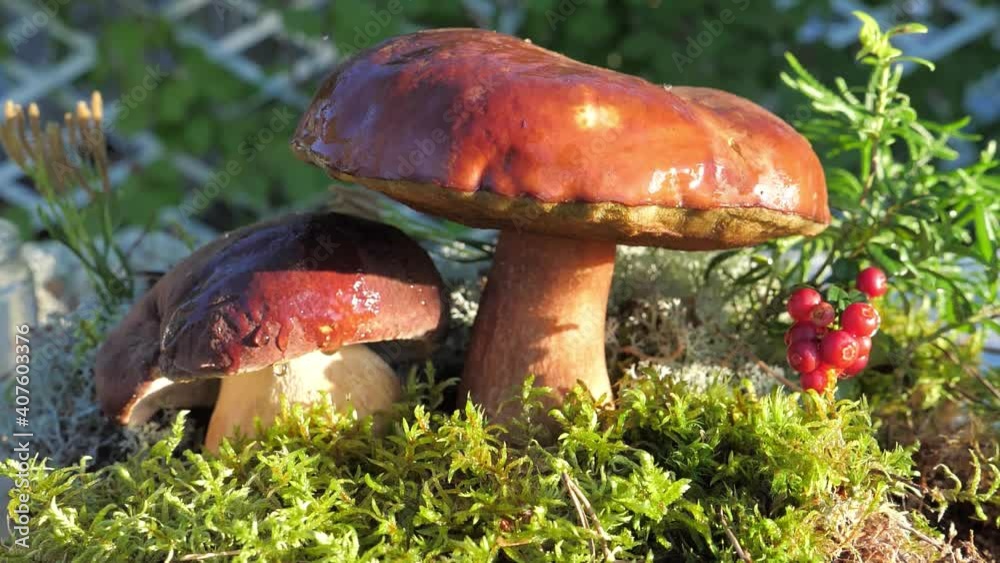 A drop of water falls in slow motion from a Edible mushroom in the forest. A drop of water falls in slow motion from a Edible mushroom in the forest.