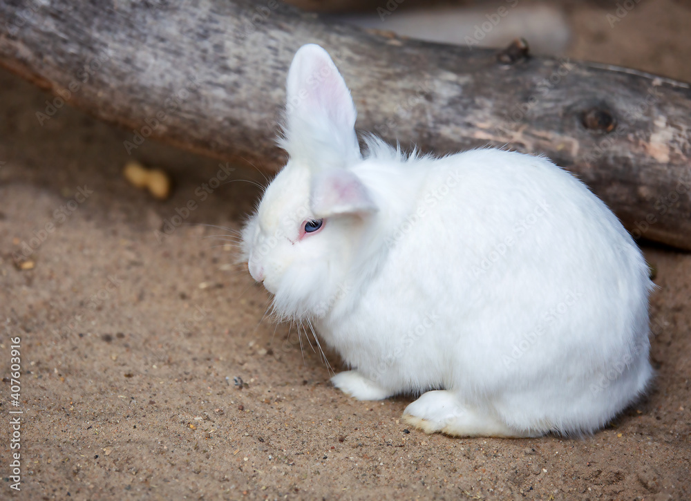 a lion-headed white rabbit with blue eyes and pink ears. Decorative domestic rabbit. a lion-headed white rabbit with blue eyes and pink ears. Decorative domestic rabbit.