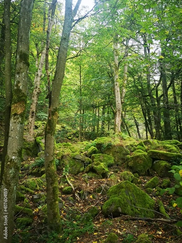 Bemooste Steine im Wald