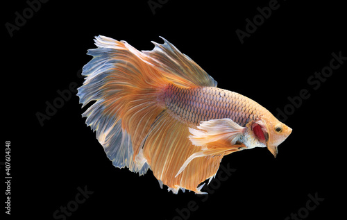 Beautiful colors