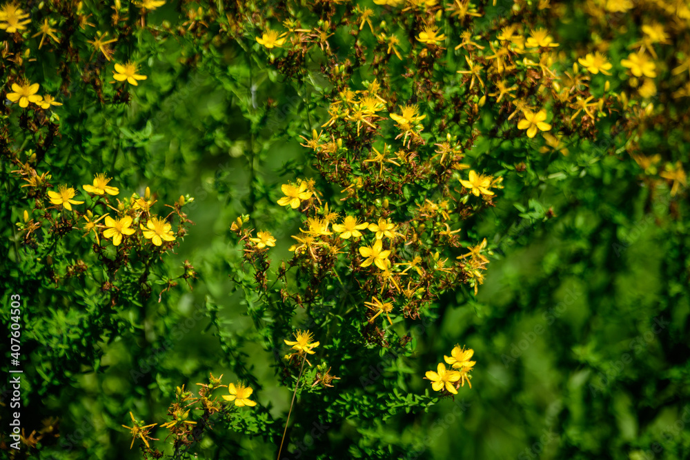 Many delicate yellow flowers of Hypericum perforatum plant, commonly known as.perforate or common St John's wort, in a garden in a sunny spring day