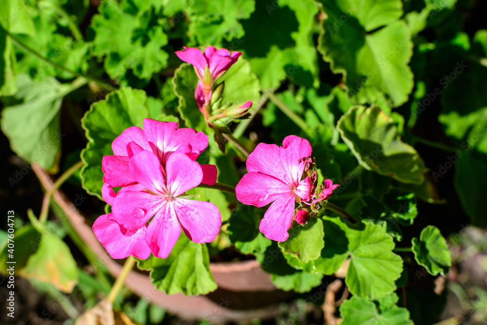 Group of vivid pink Pelargonium flowers (commonly known as geraniums, pelargoniums or storksbills) and fresh green leaves in a pot in a garden in a sunny spring day, multicolor natural texture. Group of vivid pink Pelargonium flowers (commonly known as geraniums, pelargoniums or storksbills) and fresh green leaves in a pot in a garden in a sunny spring day, multicolor natural texture.