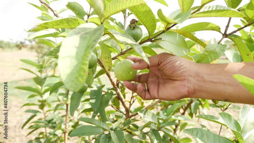 View of man holding green guava hanged on guava tree View of man holding green guava hanged on guava tree
