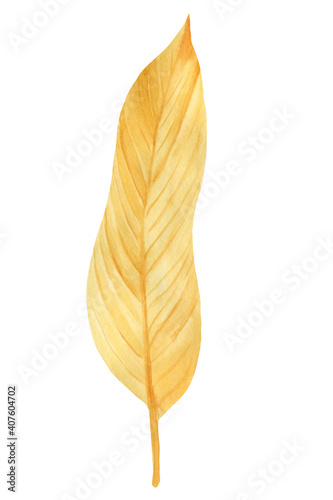 Golden tropical leaf, watercolor drawing