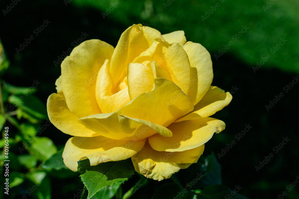 Close up on one delicate fresh vivid yellow rose and green leaves in a garden in a sunny summer day, beautiful outdoor floral background photographed with soft focus. Close up on one delicate fresh vivid yellow rose and green leaves in a garden in a sunny summer day, beautiful outdoor floral background photographed with soft focus.