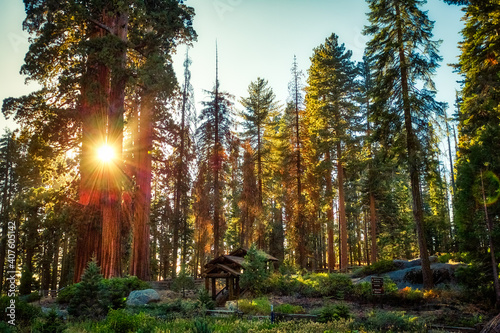 Sunset in the Giant Sequoia Forest, Sequoia National Park, California