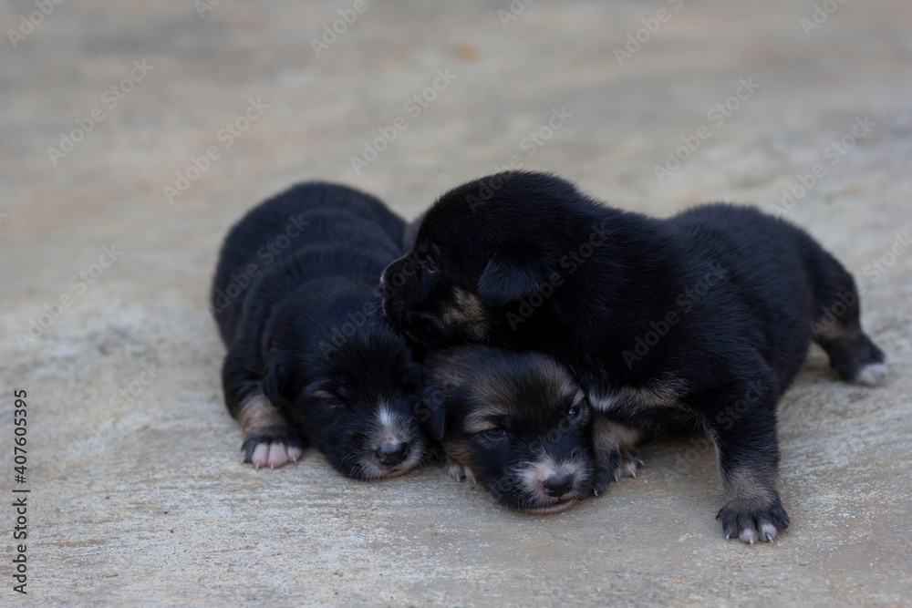 Cute three brown and black puppy lying on the cement floor. Cute three brown and black puppy lying on the cement floor.