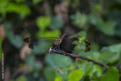 dragonfly on a branch © J